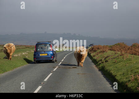 Highland Longhorn-Rinder zu Fuß entlang der Straßen auf Dartmoor, Devon, UK. Stockfoto