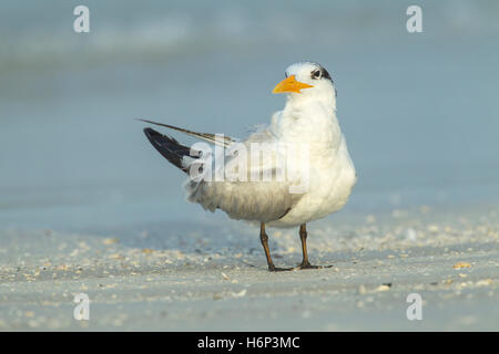 Königliche Seeschwalbe (Thalasseus Maximus) Erwachsenen ruht auf Beach, Florida, USA Stockfoto