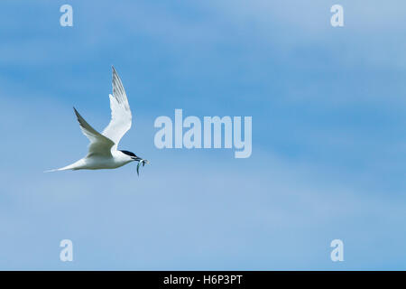 Brandseeschwalbe (Thalasseus Sandvicensis) Erwachsenen während des Fluges tragen Fische, Küken, Farne Islands, Northumberland, UK Stockfoto