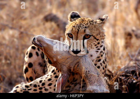 Gepard mit Beute, Tierwelt Stockfoto