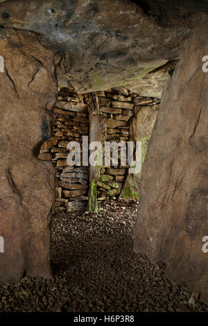 Uley Long Barrow (Hetty Pegler Tump): Ansicht N aus SW Seite Kammer über Galerie paar N Nebenräume mit Teilung Platte abgesperrt. Stockfoto