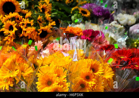 Pflanzen Blumen Stockfoto