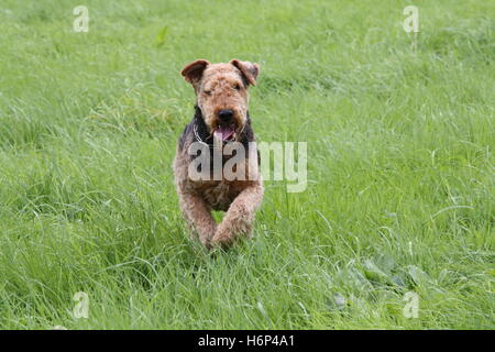 Airedale-Terrier Stockfoto