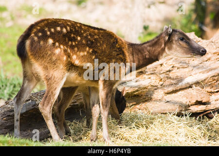 Säugetiere Stockfoto