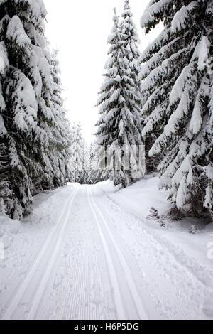 schöne beauteously schöne Baum Winter Snow Koks Kokain Material Medikament Anästhesie süchtig machende Droge Outdoor-Ski Ski-Saison Stockfoto