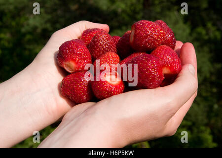 Frau essen Nahrungsmittel Hand Hände, die grünen Sommer sommerlich reifer Frucht halten Erdbeere Beeren Beeren bieten ausgewählte Zutaten geben snack Stockfoto