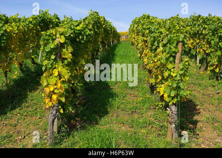 Herbst im Weinberg Stockfoto