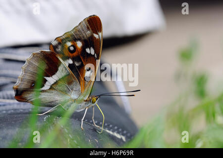 Lila Schmetterling Kaiser / Grosser Schillerfalter (Apatura Iris), Fuß saugen Schweiß von einem Schuh, Einnahme von Mineralien. Stockfoto