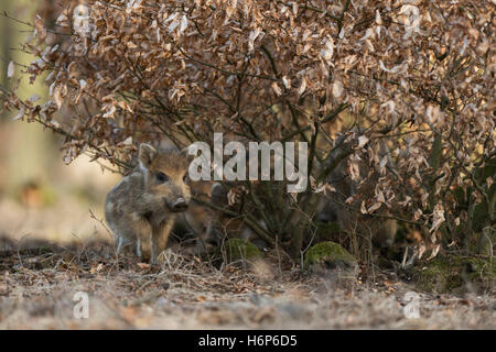 Wildschwein (Sus Scrofa), gestreifte Shoat, unter einem Busch Buche trocken Laub, Süße Tierbabys, Vorderansicht, schöne Farben. Stockfoto