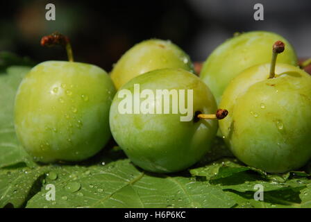 Greengage (Prunus Domestica) Stockfoto