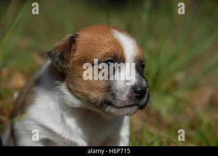 Haus Tiere Stockfoto