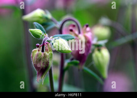 Aquilegia vulgaris Stockfoto