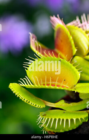 Dionaea Muscipula, Venusfliegenfalle Stockfoto