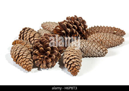 Studioaufnahme von sechs natürlichen Braun Kiefer Kegel Muster und Texturen auf weißem Hintergrund Stockfoto