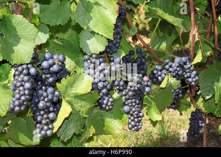 Obst und Gemüse Stockfoto