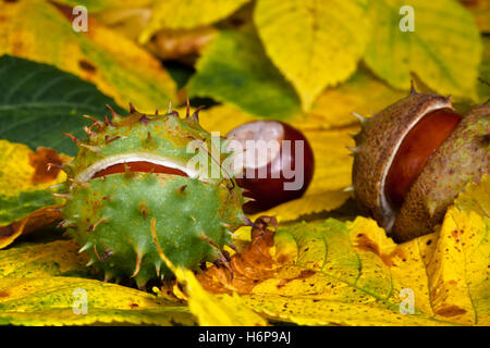 Natur-Umwelt Stockfoto