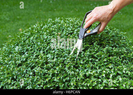 Buchsbaum (Buxus Sempervirens) schneiden Stockfoto