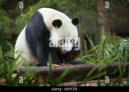 Porträt von Nizza-Panda-Bären wandern im Sommer Umwelt Stockfoto