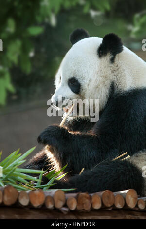 Porträt von Nizza-Panda-Bären wandern im Sommer Umwelt Stockfoto