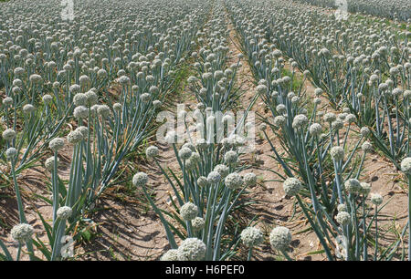 landwirtschaftliche Blüte Blüte gedeihen blühende Landwirtschaft Landwirtschaft Feld Blume Blumen Ernte Zwiebel Zwiebeln Pflanzennahrung Stockfoto