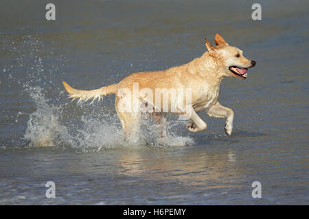 Haus Tiere Stockfoto