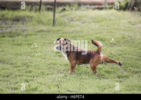 Border Terrier der Hund treten mit dem hinteren Bein Stockfoto