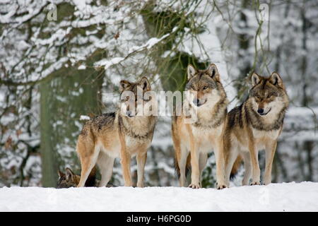 Wolf-trio Stockfoto