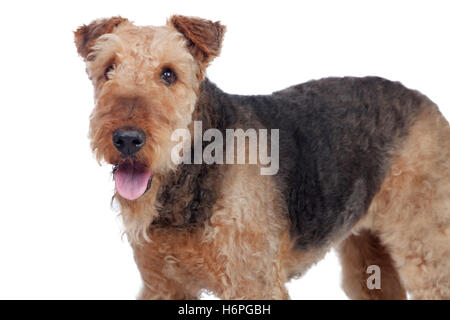 Schöne Airedale Terrier Rasse Hund isoliert auf weißem Hintergrund Stockfoto