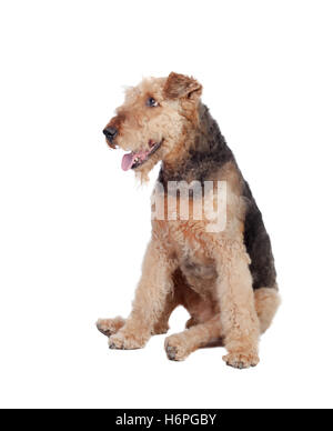 Schöne Airedale Terrier Rasse Hund isoliert auf weißem Hintergrund Stockfoto