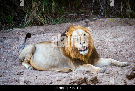 Männlicher Löwe auf Safari, Lion Sands Natur gesehen zu reservieren, Sabi Sands Game Reserve, Skukuza, Kruger Park, Südafrika (RSA) Stockfoto