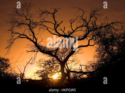 Baum bei Sonnenuntergang, auf Safari in Lion Sands Nature Reserve, Sabi Sand Game Reserve, Skukuza, Krüger Nationalpark Stockfoto