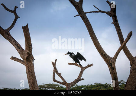 Anhinga, Wasser - Türkei oder Schlange, Vogel, Unterart, a. a. anhinga in caroni genommen Nationalpark Sumpf, Port of Spain, Trinidad Stockfoto