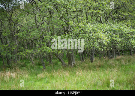 Alder tree wood Stockfoto
