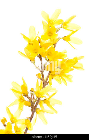 Pflanzen Blumen Stockfoto