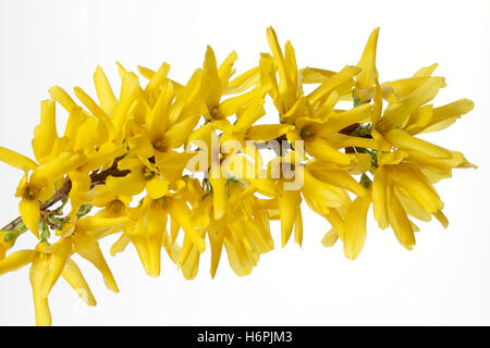 blühende Forsythien - Forsythie Stockfoto