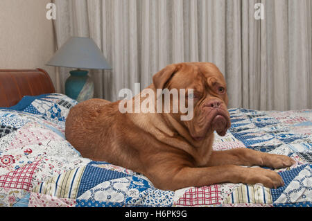 Haus Tiere Stockfoto