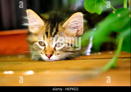 Tier Haustier verspielt traurige Katze Baby Kitten gemütlichen heimischen katzenartiger Begleiter pelzigen zum Verrücktwerden pert kokett süße Pussycat Katze Stockfoto