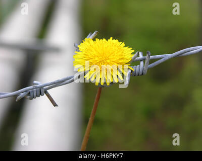 Hoffnung Stockfoto