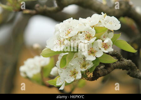 Baum Blüte Blüte gedeihen blühende Blüten Frühling Zweig bluten Baum Blüte Blüte gedeihen blühende leer Europäischen Stockfoto