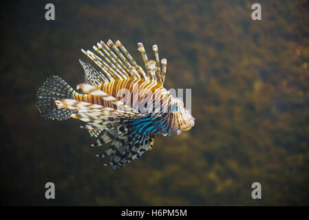 hautnah auf gemeinsame Rotfeuerfisch (Pterois Miles)-Porträt Stockfoto