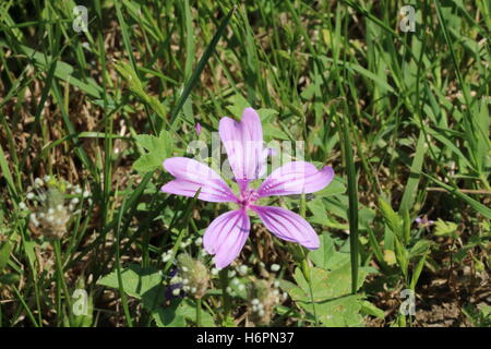 Lila Wiesenblumen in hoher Auflösung verfügbar und verschiedenen Größen entsprechend die Anforderungen Ihres Projekts Stockfoto