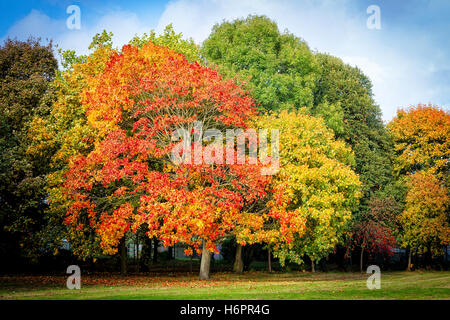 Bunte Bäume in einem Landschaftspark im Herbst Stockfoto