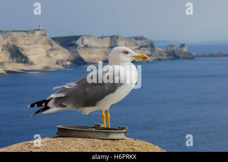 Eine Möwe auf die Stadtmauern und den Klippen von Bonifacio, Korsika, Frankreich Stockfoto