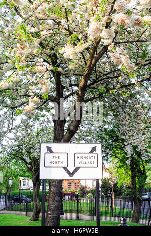 Schild vor einem blühenden Kirschbaum in Highgate, London, UK Stockfoto