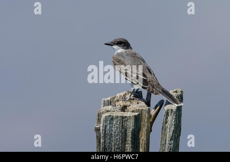 Östlichen Kingbird thront auf einem alten Zaun-Post in der Prärie von Alberta. Hintergrund ist ein Teich reflektiert die milchig-blauen Himmel. Stockfoto