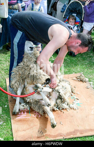 Ein Mann in einem schwarzen Weste Scheren ein Schaf in einer öffentlichen Demonstration Stockfoto