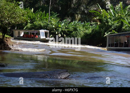 Bootsfahrt in den Kanälen von Tortuguero. Tortuguero Nationalpark. Costa Rica, Provinz Limon Stockfoto