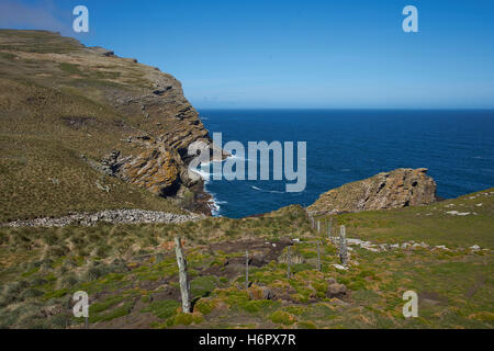 Black-browed Albatross (Thalassarche Melanophrys) rookery Stockfoto