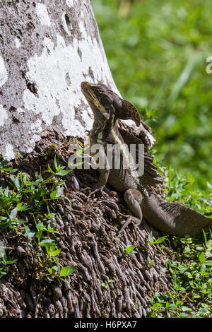 Nahaufnahme einer braunen Basilisk Eidechse klettert eine Palme in Costa Rica Stockfoto