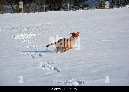 Rotfuchs Labrador Hund spielen im Schnee jagen Schneebälle Stockfoto